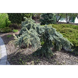 Smrek pichľavý (Picea pungens) ´PENDULA´ - výška: 130-150 cm, kont. C5L – na kmienku
